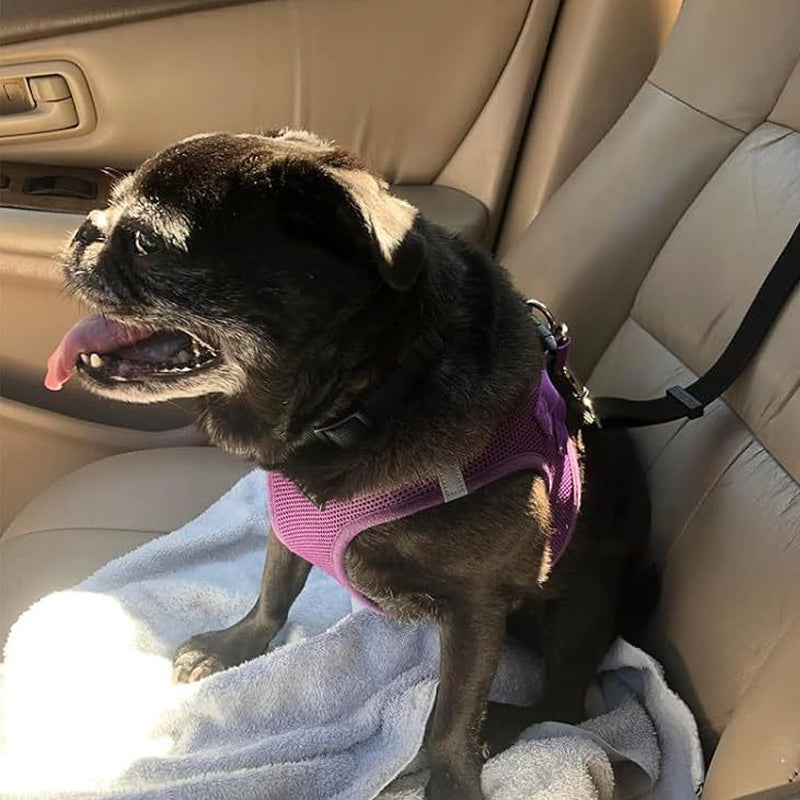 🎁2-in-1 Dog Car Seat Belt & Walking Leash